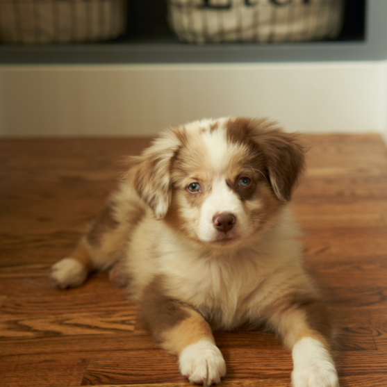 merle mini aussie brown merle mini aussie